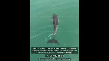 Больной дельфин-белобочка в море — Центр «Безмятежное Море»