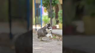 9034773728 #room #hotal #puppy #vlog #youtoube #pitbull #garmanshepherd #fly#love #shots #funnyvideo
