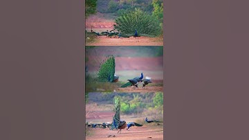 My First Vlog ♥️ || My First Vlog 2024 || #GalibChoudharyVlogs