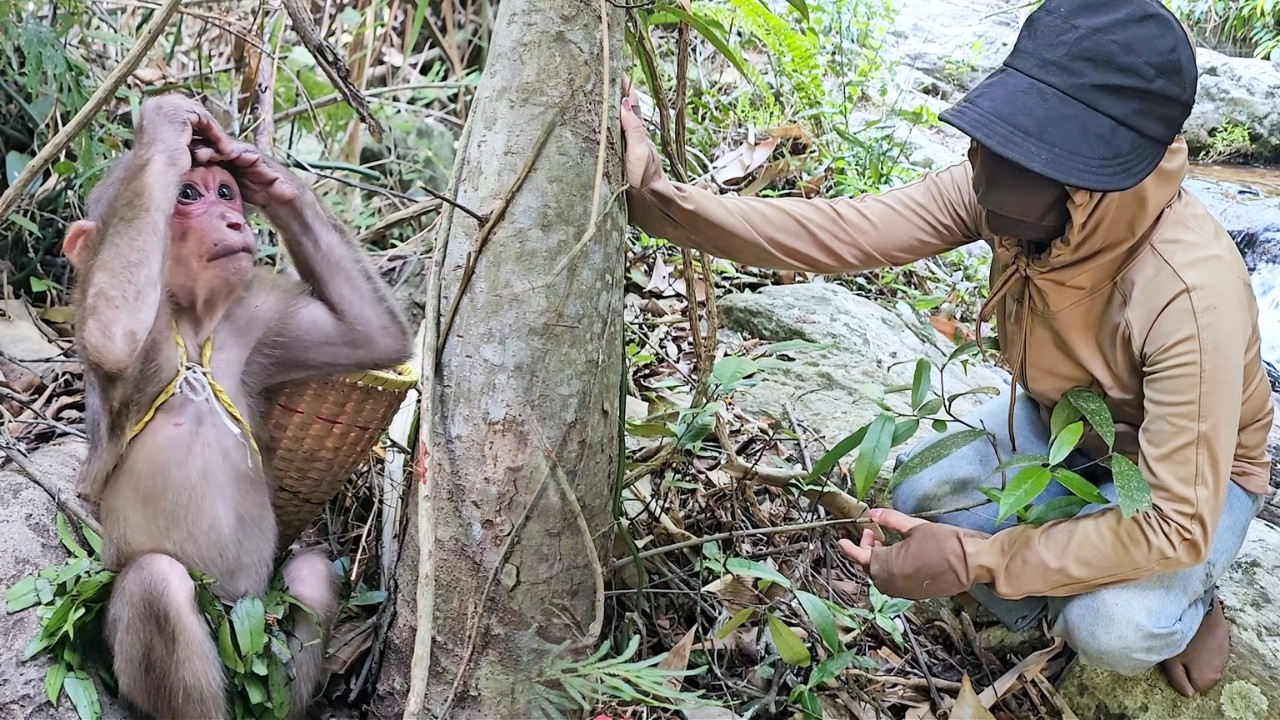 Forest Miracle! Stranger Appear to Guide SU Back Home from the Jungle!