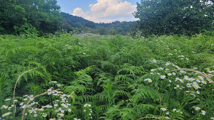 Hometown house "Currently bracken field/land/115 pyeong/7 million won" Electricity and village wa...