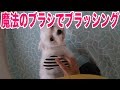 ペット用魔法のブラシでマルチーズの毛をブラッシング！【Maltese Dog】