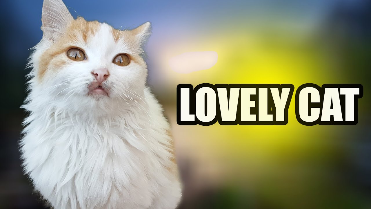 Cat Curly Hair cat amazing videos YouTube