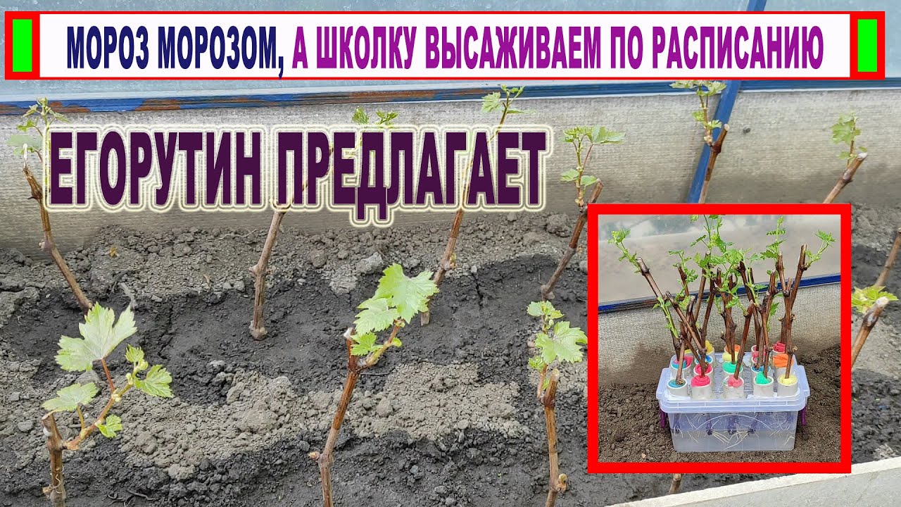 ?? ШКОЛКА ВИНОГРАДА от Егорутина без ЗАБОТ И ХЛОПОТ. Сразу УКОРЕНЕННЫЕ ...