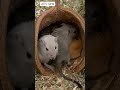 Why Rats Survive Everywhere #rat #mouse #mousetrap #pets #wildlife #crazy #facts #animals #cat