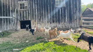 32 goat kids greet the day!