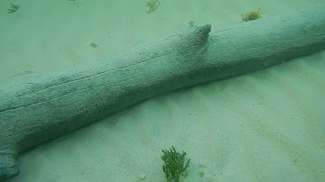 Vortex ripples in carbonate grains