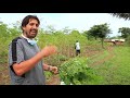 PRICELESS FARMS: Moringa Fields Walk-About - Oct-2019