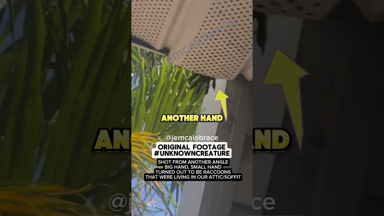 Another hand that came out from our ceiling | UnknownCreature | Raccoon |Not Jeepers Creepers