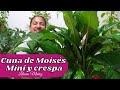 CUNA DE MOISÉS MINI Y CRESPA-SIEMBRA Y SUSTRATO / Liliana Muñoz