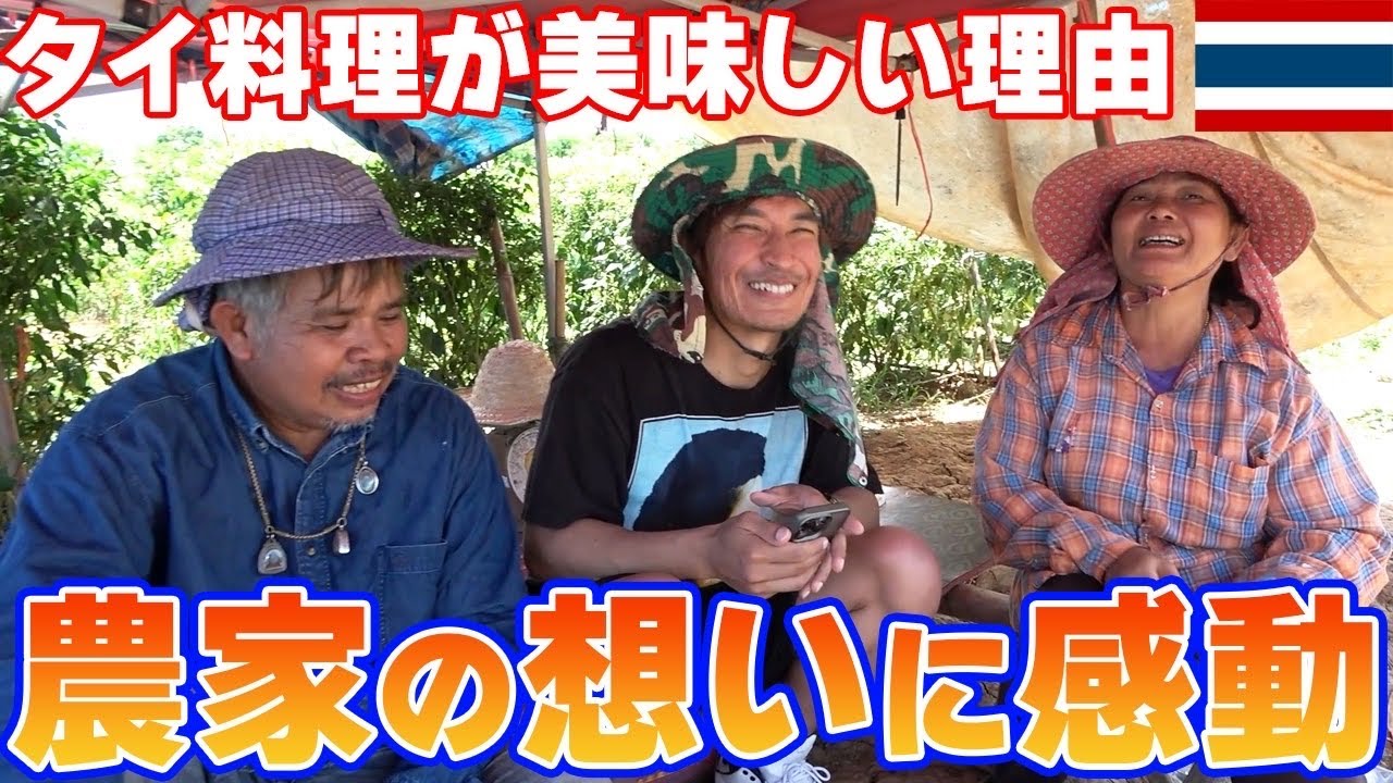 タイ農家の現実】タイ料理で欠かせない激辛唐辛子を収穫して来ました