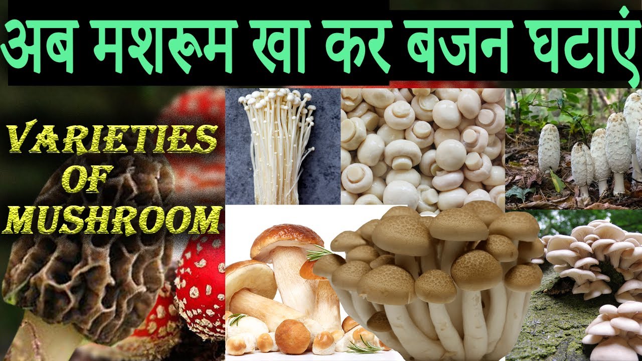 मशरुम के फ़ायदे Mushroom varietiesVegetablesHealthy foodsweight