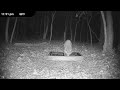 Critter Cam - Wildlife Live Cam - Deer, Fox, Raccoons, Possums and more!