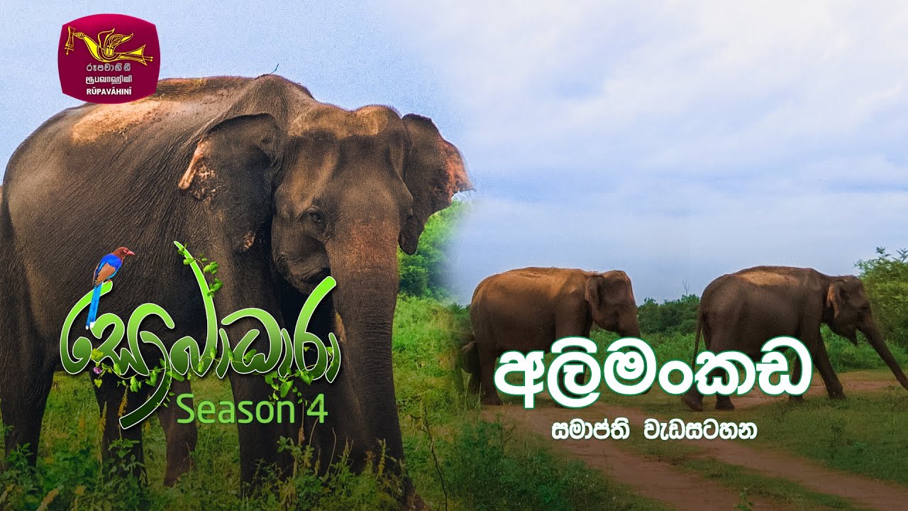 #Sobadhara #SriLanka #Wildlife #Documentary
Sobadhara - Sri Lanka Wildlife Documentary | 2021-12-31 | Final Episode (සමාප්ති වැඩසටහන) | Elephantpass -(අලිමංකඩ)

සොබාධාරා - Sobadhara Documentary 

“සොබාදහම හදවතින් හමුවන්න...“
The Sobadara is aiming at integrating general public in nature conservation and enlightening them about environmental issues in Sri Lanka. The programme explores nature, highlighting wildlife in general about its work in the ecosystem and its role in sustenance of our lives and how the decision we take affects the nature. 

Official WebSite - https://www.rupavahini.lk
Facebook - https://www.facebook.com/sobadhara
Instagram - https://www.instagram.com/sobadhara_rupavahini/