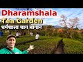 Dharamshala tea garden  tea garden dharamshala  dharamshala tourist places dharamshala
