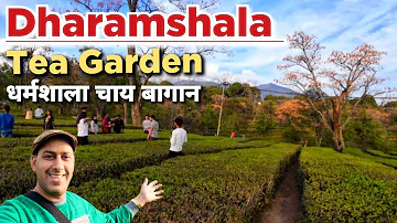 Dharamshala Tea Garden | Tea Garden Dharamshala | Dharamshala Tourist Places #dharamshala