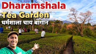 Dharamshala Tea Garden | Tea Garden Dharamshala | Dharamshala Tourist Places #dharamshala