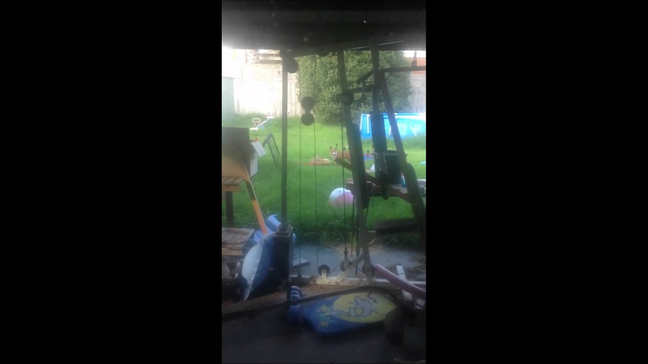 The Making of a 'Rog' - Half Rabbit, Half Dog - YouTube