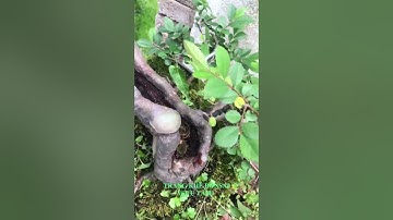Tác Phẩm Bonsai Cổ Quái Đẳng Cấp - Nghệ Thuật Tạo Hình Độc Đáo. 689. #shorts #trending #bonsaitree