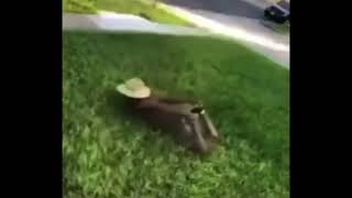 Human Lawn Mower
