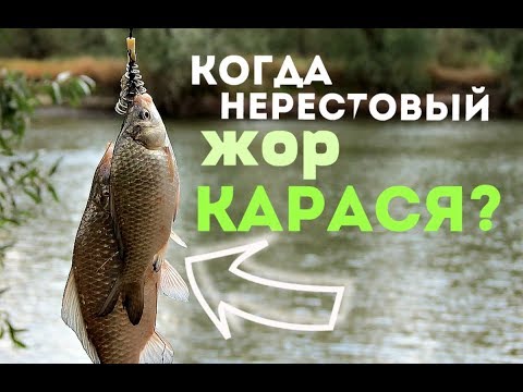 Когда Начинается Бешенный Жор Карася Когда Нерест Карася В Подмосковье