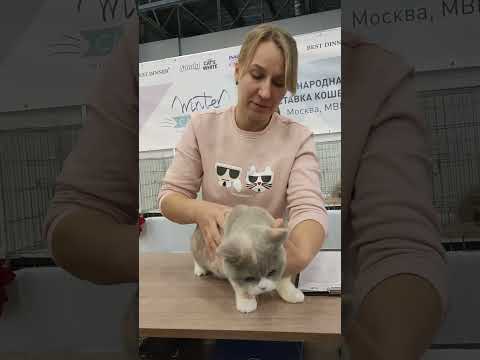 Британский котёнок Даша на выставке Winter Cat Show 2022