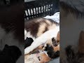 My cat gave birth today