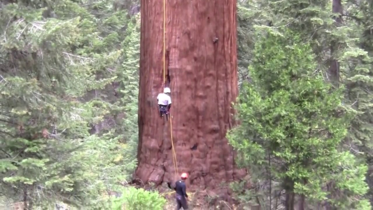 cloning-3000-year-old-giant-sequoias-archangel-ancient-tree-archive