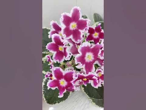 Фиалка ЛЕ-Карусель - YouTube