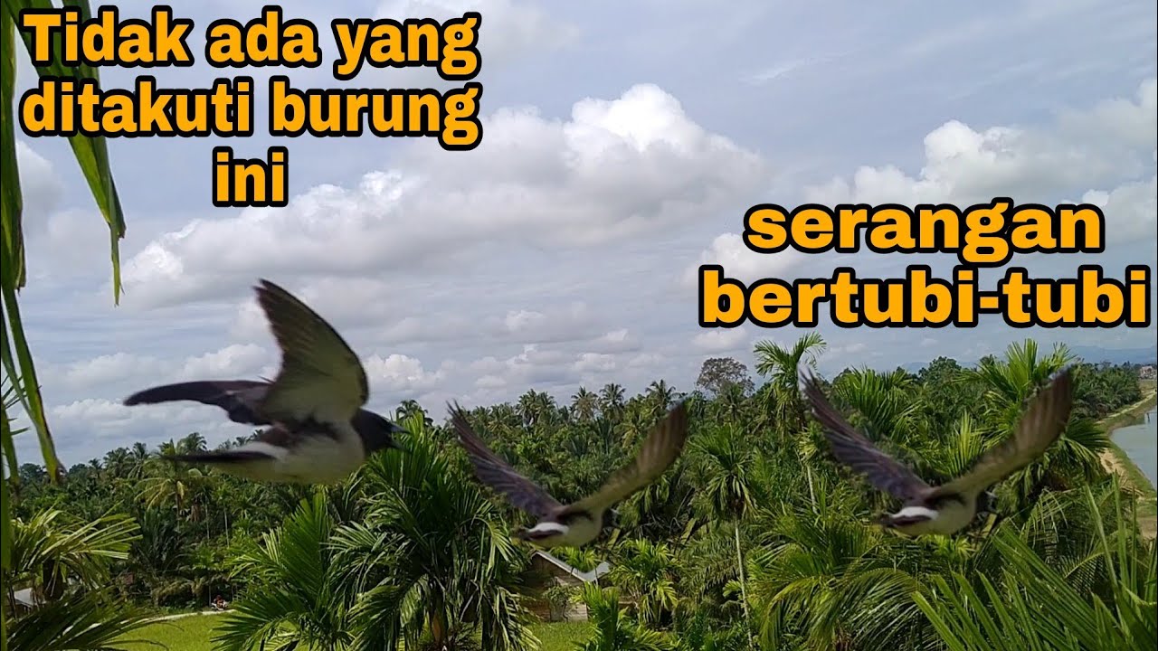 Ini resiko nya_Nekat manjat sarang burung paling agresif