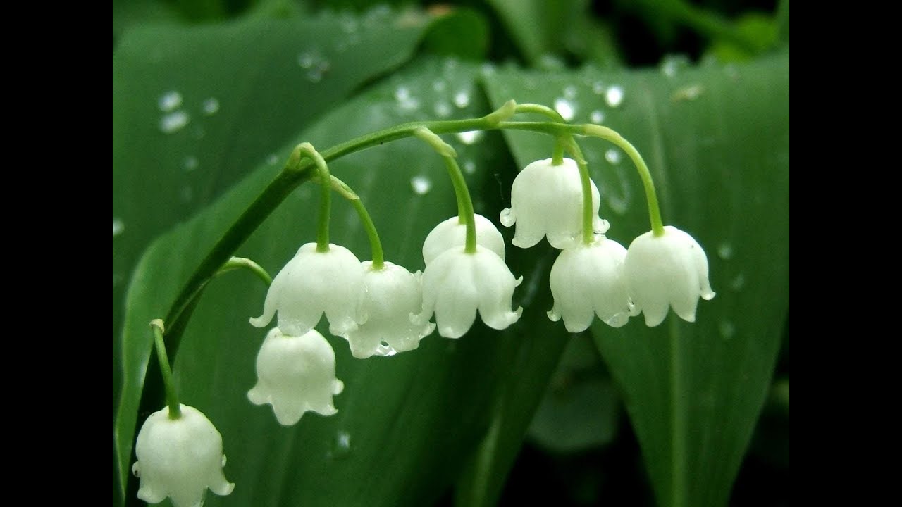 Цветы из кожи: ландыш серебристый