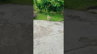Mickey Sombong Dipanggil Gak Mau Lihat 😂🐶 | Funny Dog