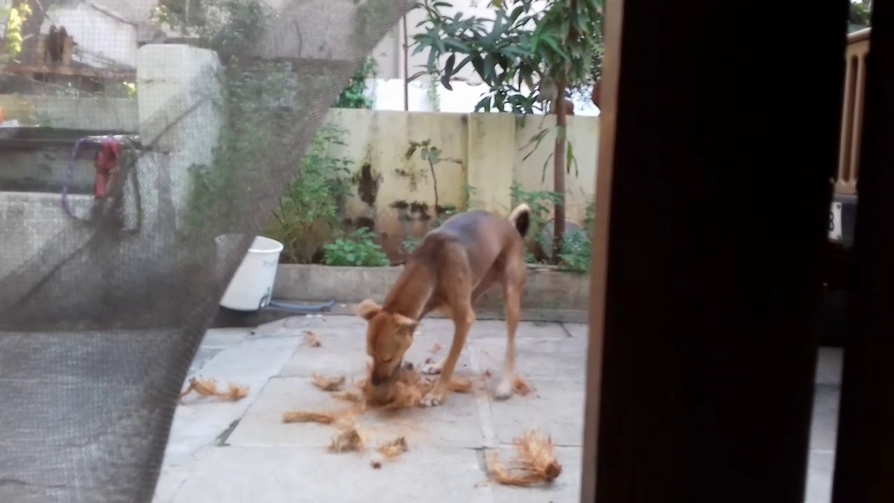 How to clean your dog's teeth YouTube