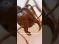 This Tiny Ant Feels Like a Gunshot… 😳 (24 Hours of Pain)#viral#shorts