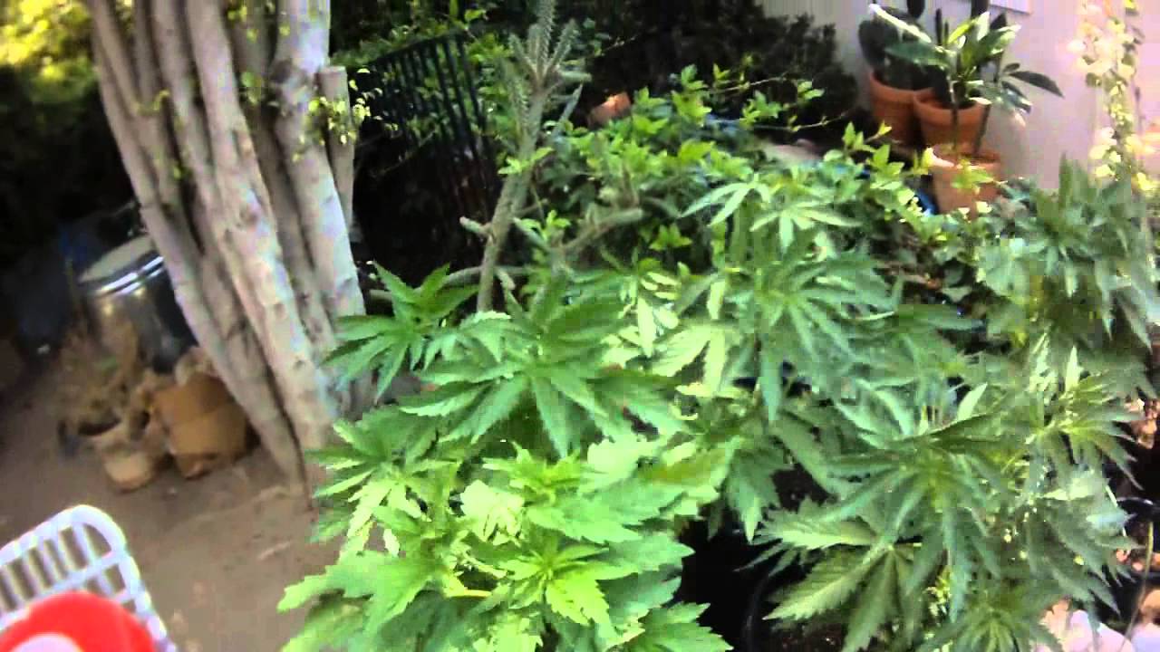 Outdoor Cannabis Grow: Day 36 "Hot and Windy"