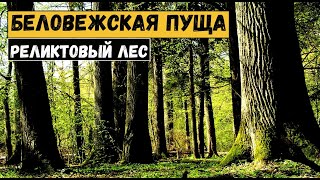 Беловежская пуща. Реликтовый лес. Европейский зубр, среда обитания.