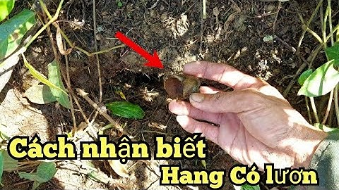 Câu lươn và cách nhận biết hang lươn mùa khô//How to find a cave with terrible eels