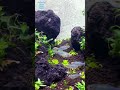 #aquascape #rasbora #galaxyrasbora #tetra #aquarium #Bluekingtetra #mariami #silk #api #ADA