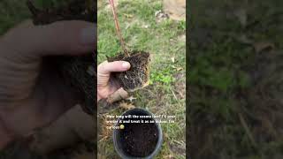 Cosmo experiment #gardening #garden #vlog #nature #God1st