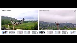 Dunrovin Ranch Osprey Video_2022-06-04_111732-Intruder Osprey..WATCH IN FULL SCREEN...
