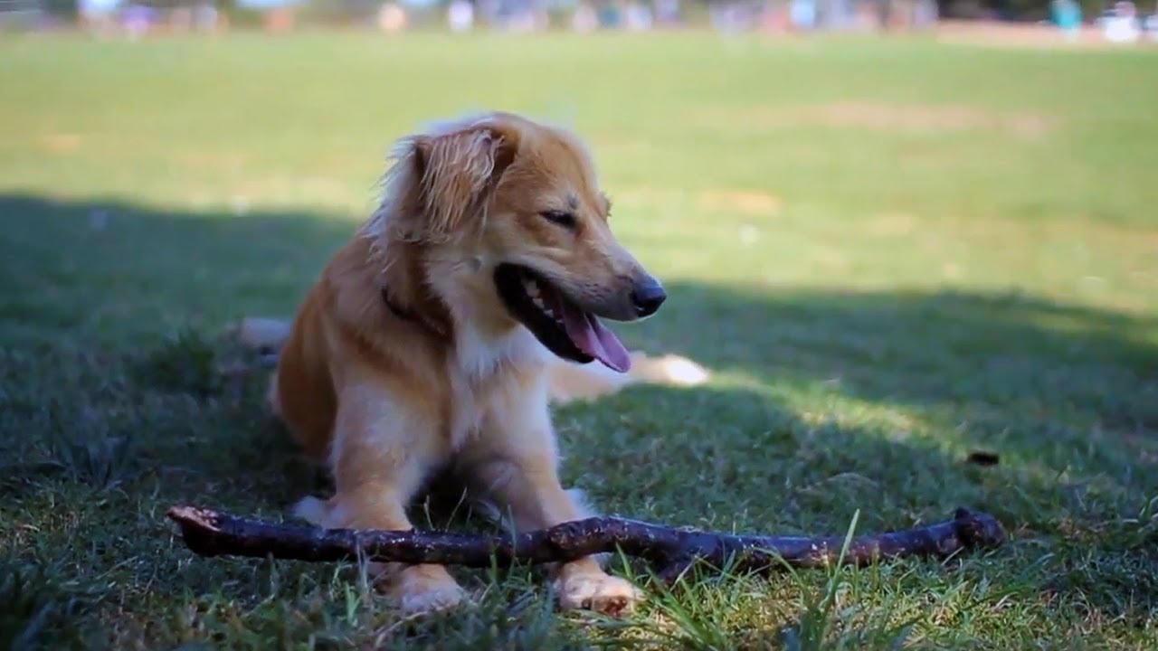 Sheltie-Lab Mix Loves Frisbee | The 