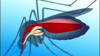 Identify the Life Cycle of Malarial Parasite