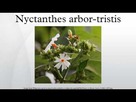 Nyctanthes arbor-tristis