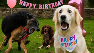 Mon Anniversaire A Viré Au Drame Onyx Sest Fait Percuté Par Un Mouton