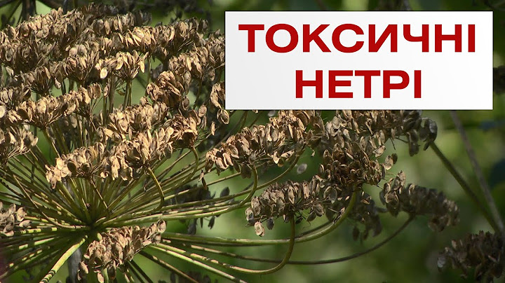 На Вінниччині розрісся борщівник