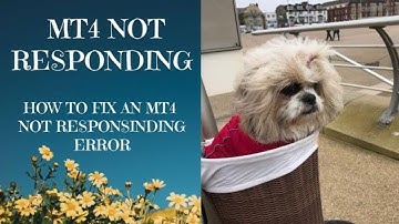 2021 How to fix an MT4 Not Responding error  - this solution WORKS!!