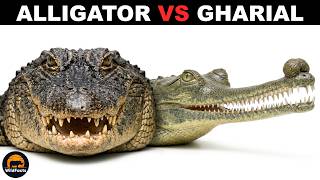 What Is The Difference Between Alligators and Gharials?