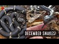 December Herping in Georgia: Backyard Salamanders, Kingsnake, Ratsnake, and Cottonmouths!