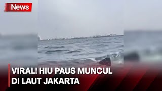 Viral! Hiu Paus Muncul Berkelompok di Perairan Jakarta