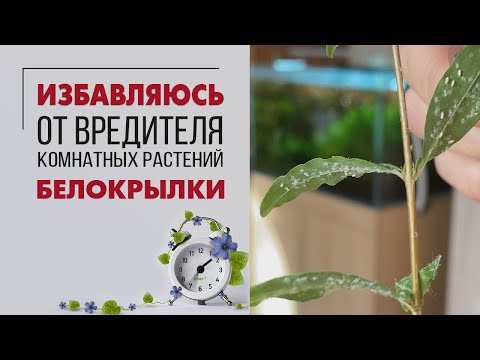 Как избавиться от белокрылки | Тестирую препараты от вредителей на растениях